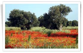 olive trees and poppies