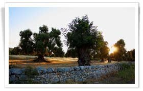 olive trees at sunset