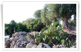 Mediterranean scrub and olive trees