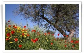 flowery fields and olive