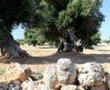 Secular olive-groves