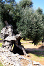Secular olive-groves