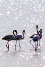 Pink flamingos in the salt marshes of Margherita di Savoia